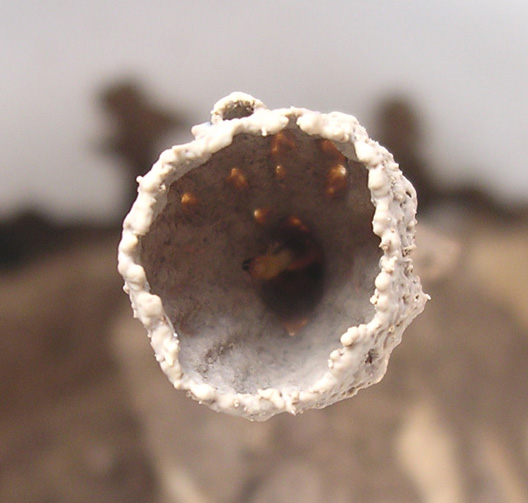 Architetture termitiche